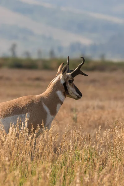 Pronghorn Antelope Buck — Stock Photo, Image