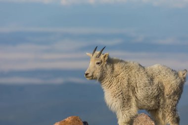 İçinde Alp dağ keçisi