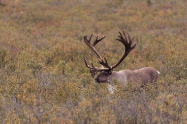 Çorak yere Caribou boğa 