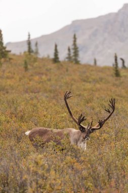 Çorak yere Caribou boğa 