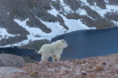 İçinde Alp dağ keçisi