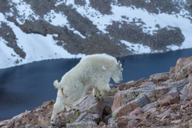 İçinde Alp dağ keçisi