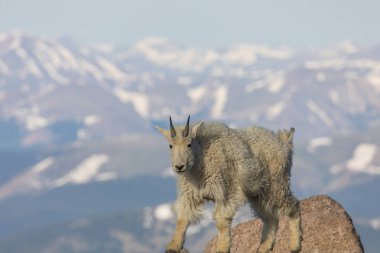 İçinde Alp dağ keçisi