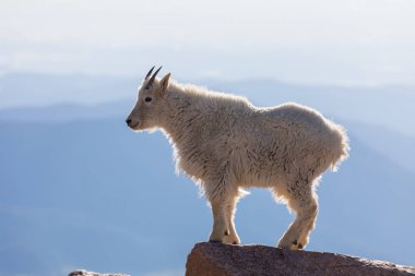 İçinde Alp dağ keçisi