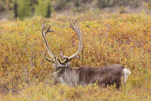 Çorak yere Caribou boğa 