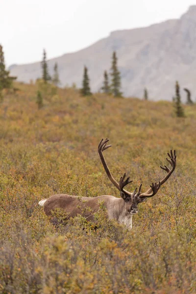 Çorak yere Caribou boğa 