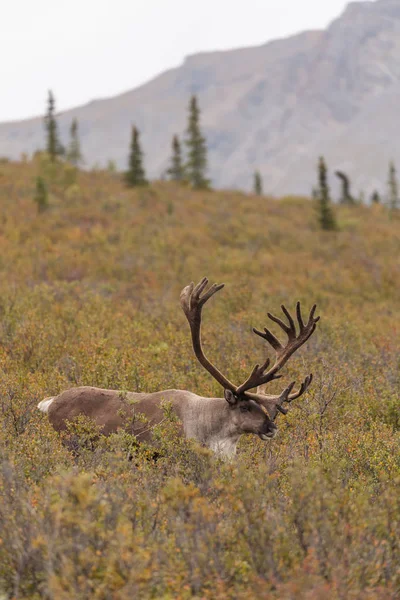 Çorak yere Caribou boğa 