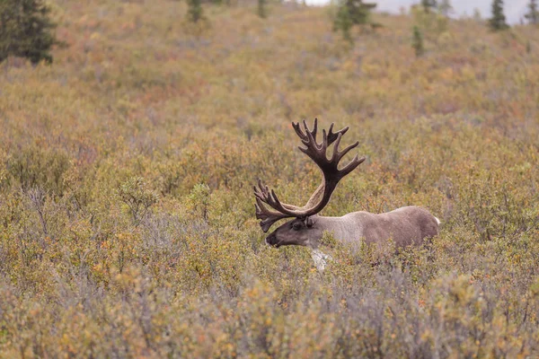 Kale grond Caribou Bull — Stockfoto