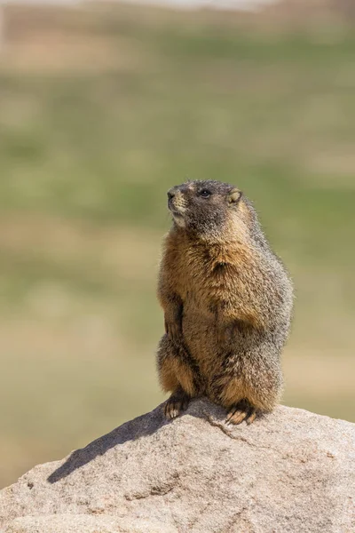 Gul bellied murmeldjur — Stockfoto