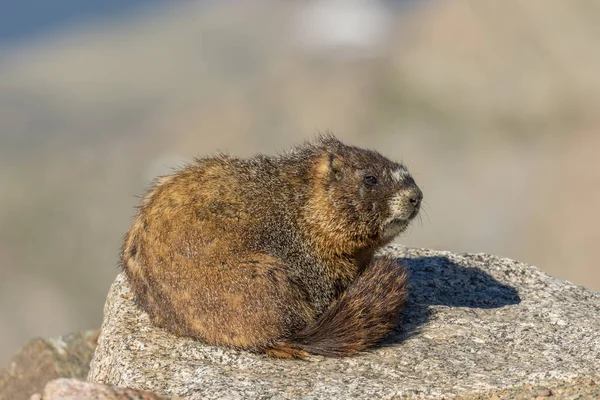 Amarillo vientre Marmot —  Fotos de Stock