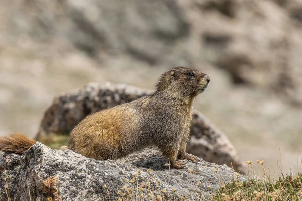 Gul bellied murmeldjur — Stockfoto