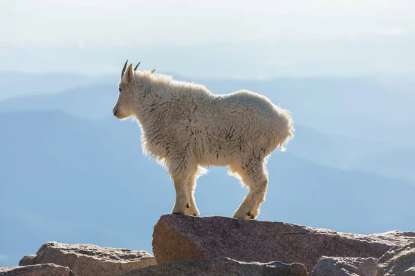 在阿尔卑斯山高山山羊 — 图库照片