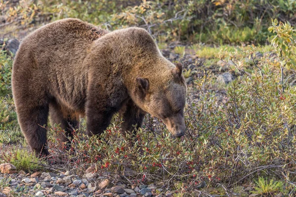 Urso Grizzly no outono — Fotografia de Stock