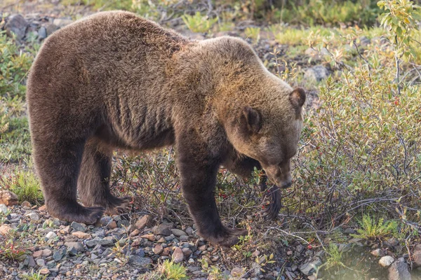Medvěd grizzly podzim — Stock fotografie