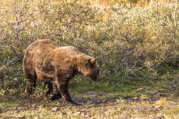 Medvěd grizzly podzim — Stock fotografie