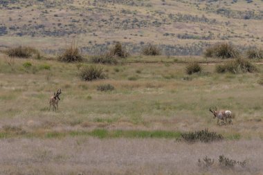 pronghorn antilop dolar