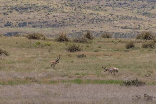 pronghorn antilop dolar