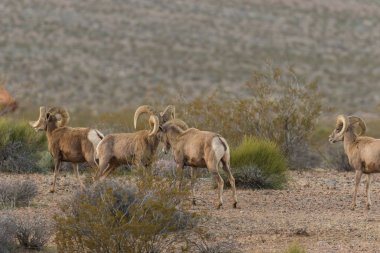 Çöl Bighorn Rams sürüsü