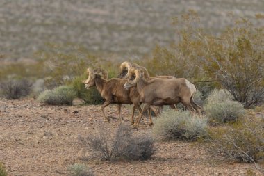 Çöl Bighorn Rams sürüsü
