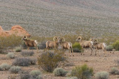 Çöl Bighorn Rams sürüsü