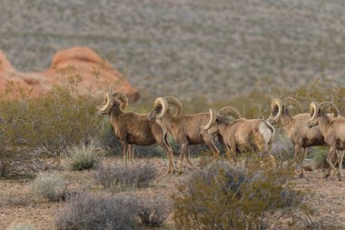 Çöl Bighorn Rams sürüsü