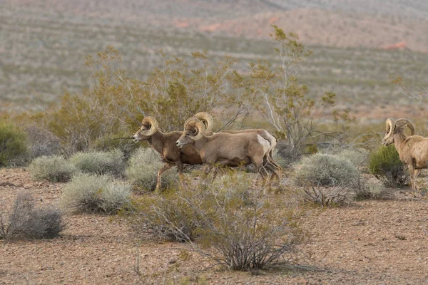 Manada de carneros de cuerno grande del desierto —  Fotos de Stock