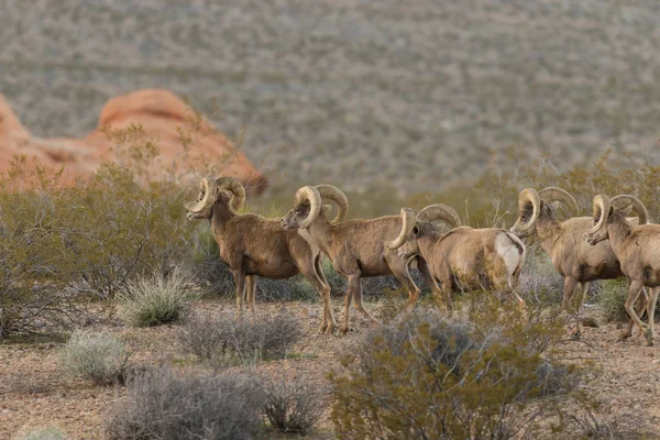 Çöl Bighorn Rams sürüsü