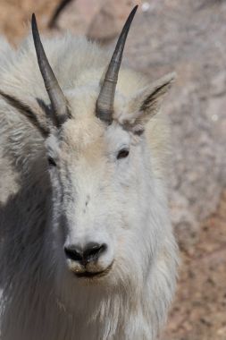 dağ keçisi portre