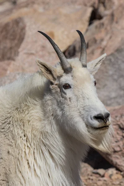 Retrato de cabra de montanha — Fotografia de Stock