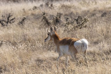 pronghorn antilop doe