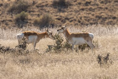 pronghorn antilop doe