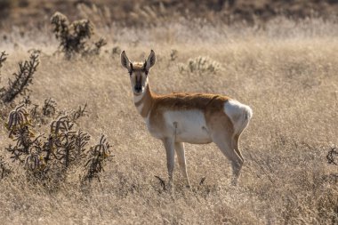 pronghorn antilop doe