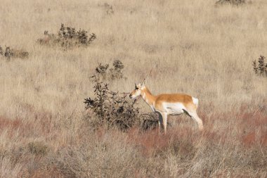 pronghorn antilop doe