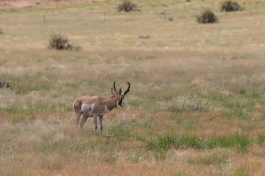 Boynuzlu antilop Buck