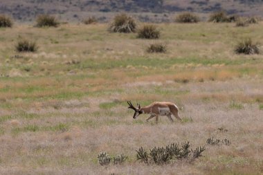 Boynuzlu antilop Buck