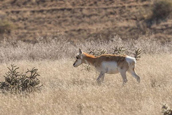 pronghorn antilop doe