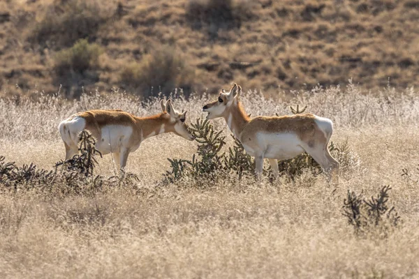 Vidloroh americký antilopa laň — Stock fotografie