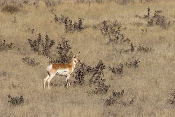 Pronghorn Antelope Doe — Stock Photo, Image