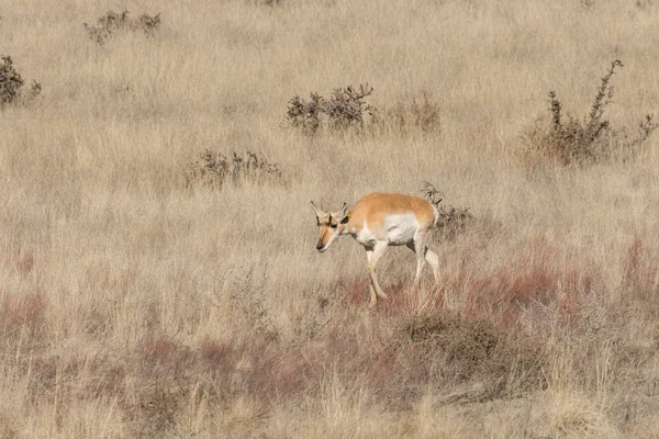 Villásszarvú antilop antilop doe — Stock Fotó