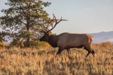 Boğa Elk düşme Rut içinde