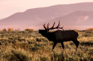 Boğa Elk düşme Rut içinde