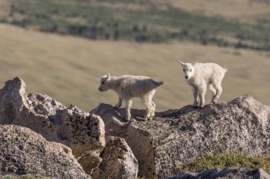 dağ keçisi çocuklar