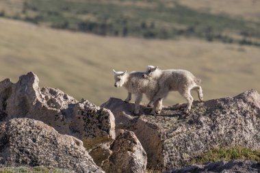 dağ keçisi çocuklar