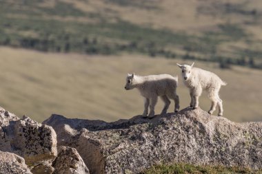 dağ keçisi çocuklar