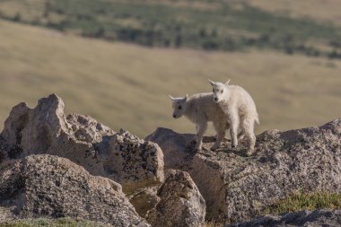 dağ keçisi çocuklar