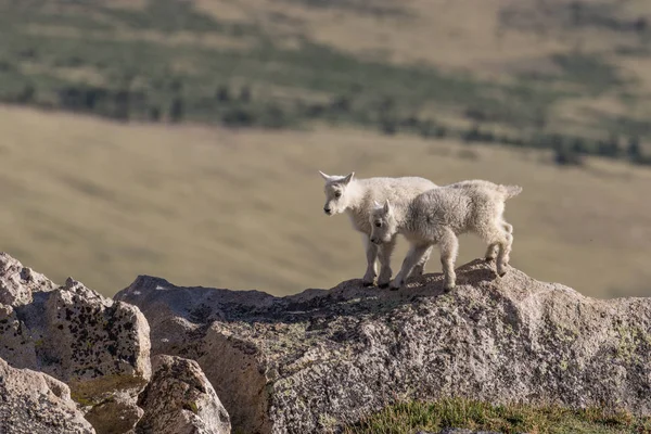 Cabras de montanha crianças — Fotografia de Stock