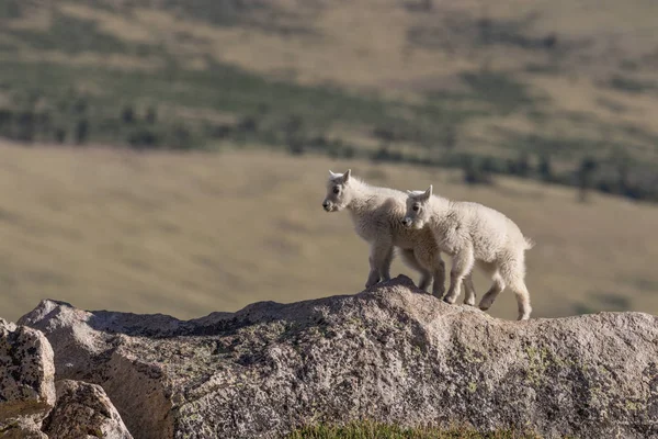 Mountain Goat Kids — Stock Photo, Image