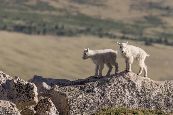 dağ keçisi çocuklar
