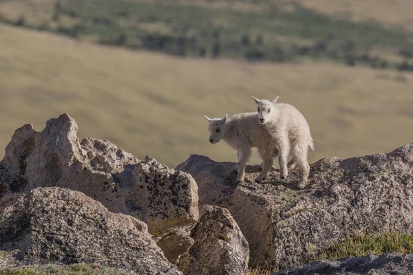 Cabras de montanha crianças — Fotografia de Stock