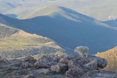 İçinde Alp dağ keçisi